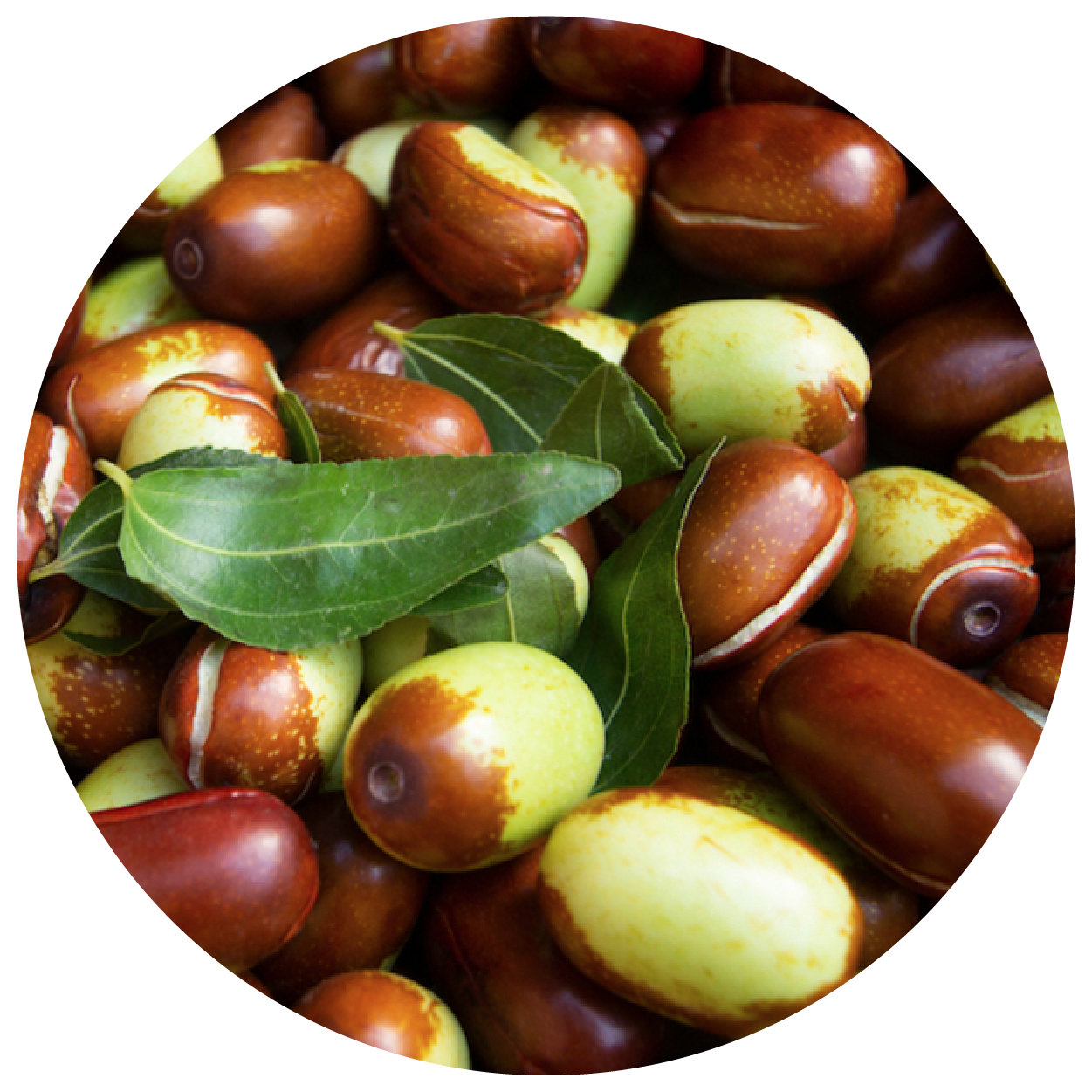 Jojoba Oil