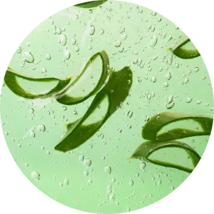 aloe vera