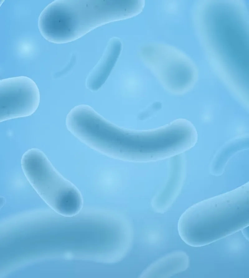 LACTOBACILLUS FERMENT LYSATE